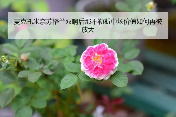 麦克托米奈苏格兰双响后那不勒斯中场价值如何再被放大